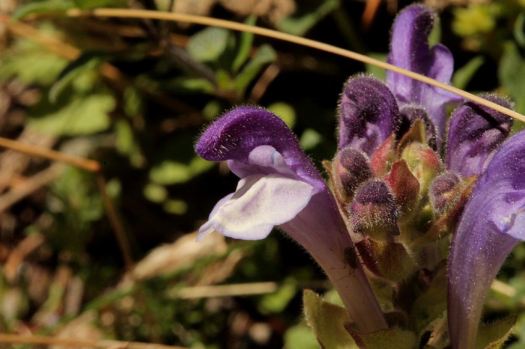 Scutellaria alpina